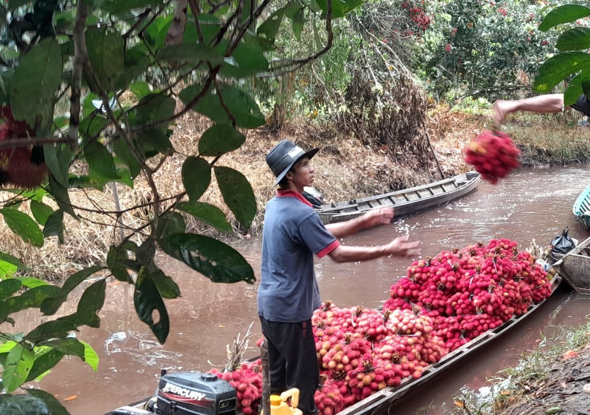 Musim panen rambutan menjadi momen berkah bagi masyarakat, khususnya petani.