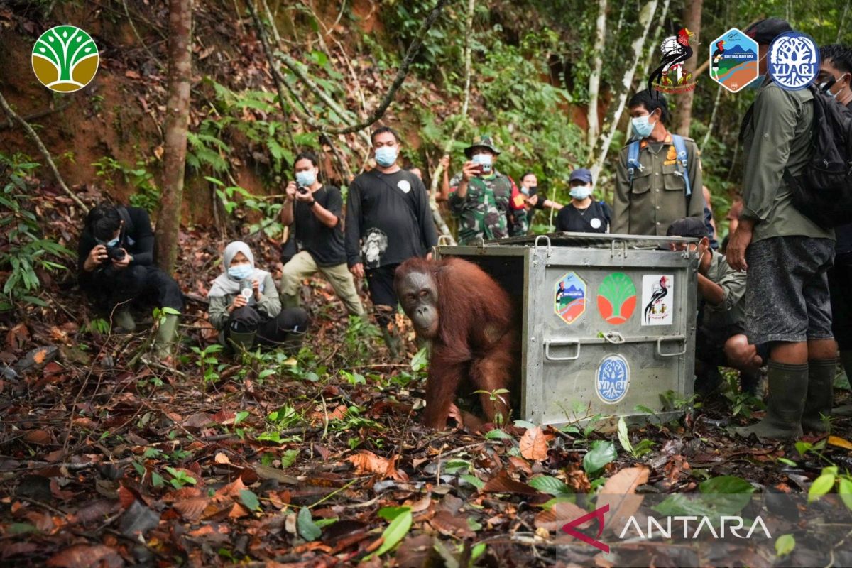 Pelepasliaran tiga individu orang utan di Taman Nasional Bukit Baka Bukit Raya.
