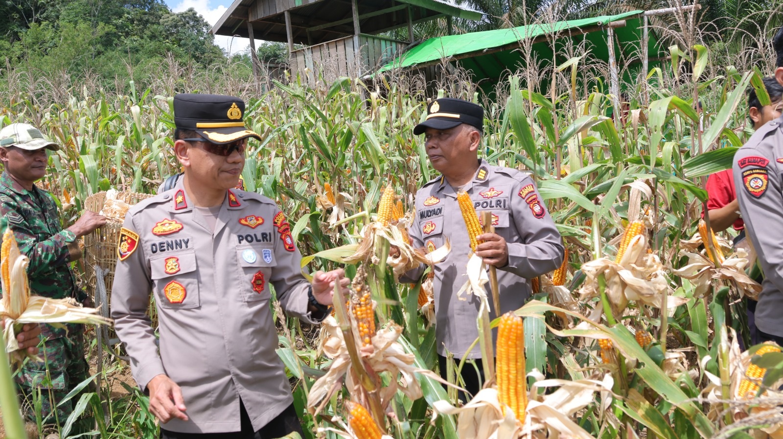 PANEN: Wakapolres Kayong Utara, Kompol Dr Denny Satria saat melakukan panen jagung kuartal IV.