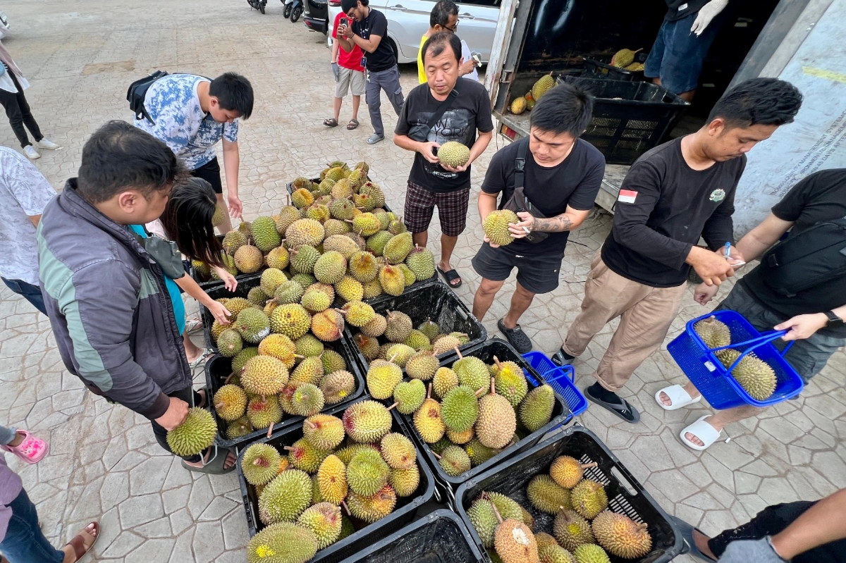 Beberapa masyarakat sedang mengantre untuk memilih durian di lapak Bazar durian BK di Jalan Gusti Hamzah.