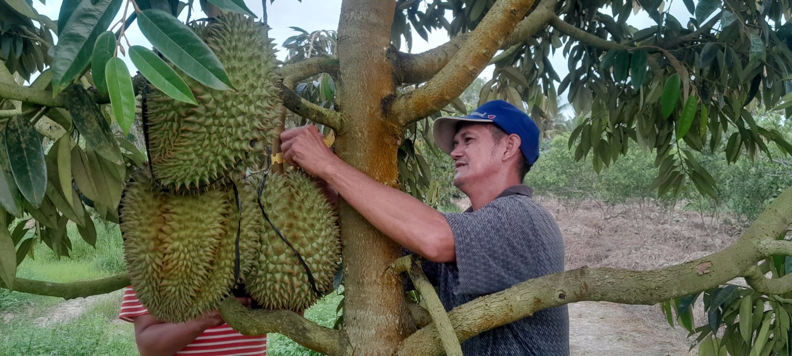 SIAP PANEN: Saputra menunjukkan buah durian yang siap panen di kebunnya yang terletak di Dungun Perapakan, Kecamatan Tebas, Kabupaten Sambas.