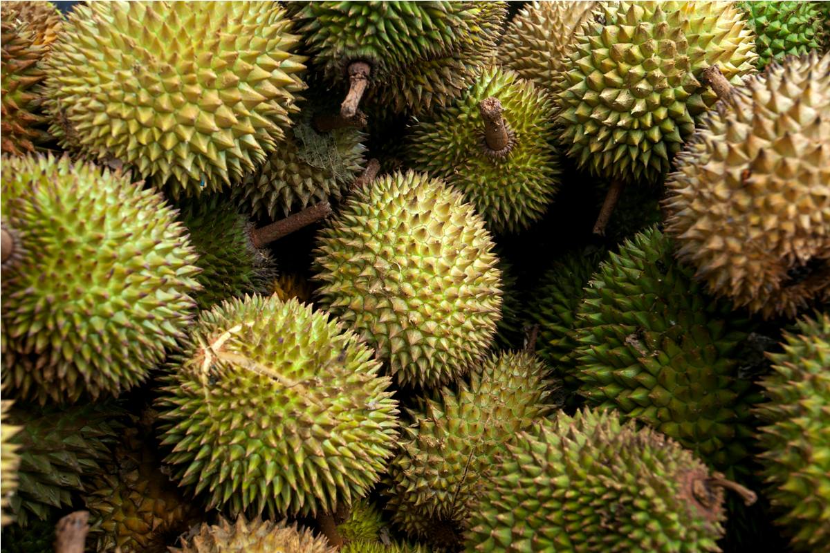 Ilustrasi buah durian yang ternyata memiliki banyak manfaat bagi kesehatan tubuh.