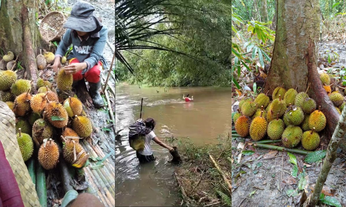 Warga Dusun Sawah, Desa Sanatab Kecamatan Sajingan Besar Kabupaten Sambas mesti menyeberang sungai saat panen durian pada Kamis (8/1). Durian dusun ini menarik pembeli hingga ke Malaysia.