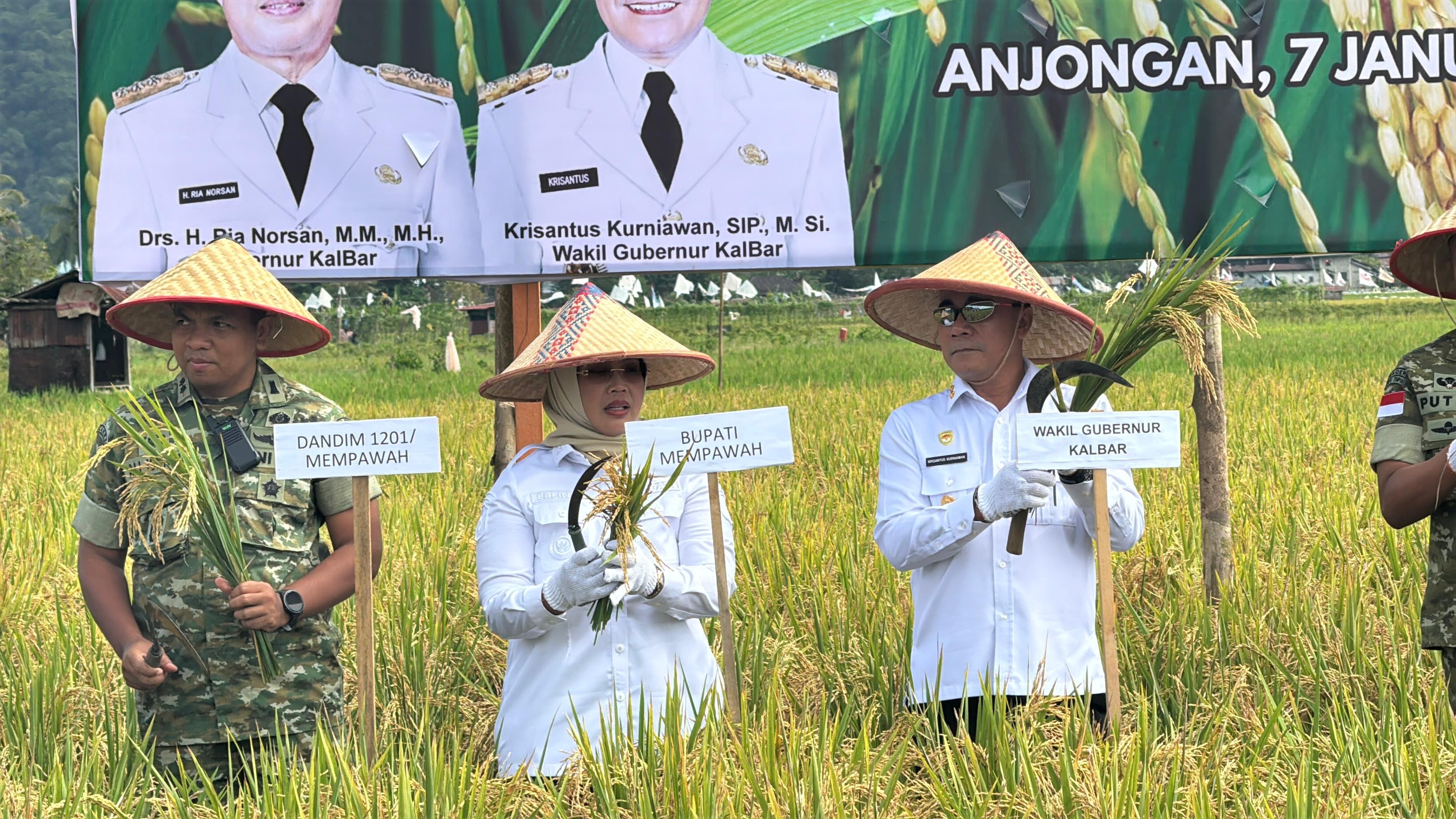 Bupati Mempawah beserta Wagub Kalbar melaksanakan panen nasional