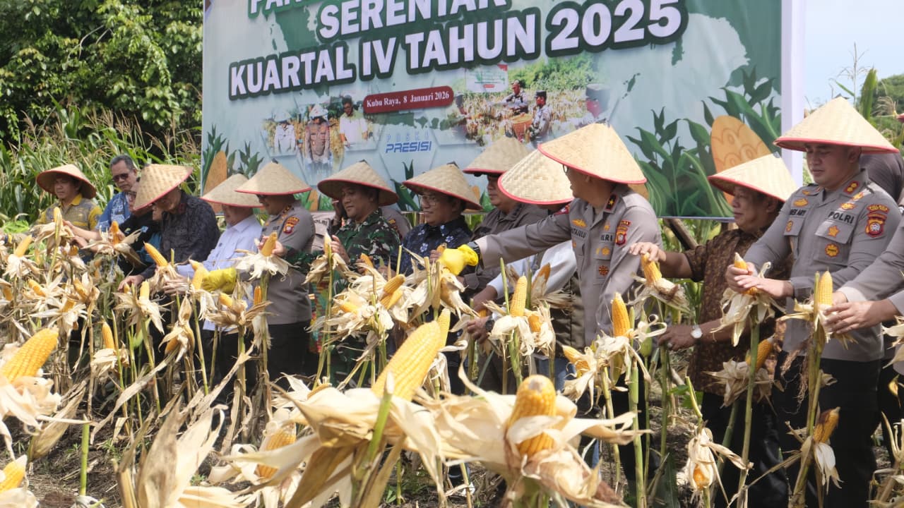 SERENTAK : Panen Jagung Serentak Kuartal IV 2025 yang digelar Polda Kalbar di Jalan Bukit Tinggi, Kecamatan Bengkayang, Kabupaten Bengkayang, Kamis (8/1), sekaligus mencatatkan dua rekor MURI.