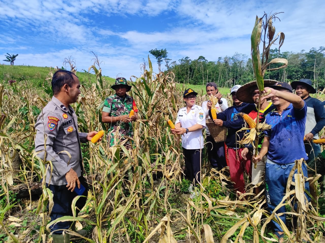 PANEN: Suasana panen raya jagung di Desa Kayu Ara Kecamatan Menyuke Kabupaten Landak, Rabu (7/1).