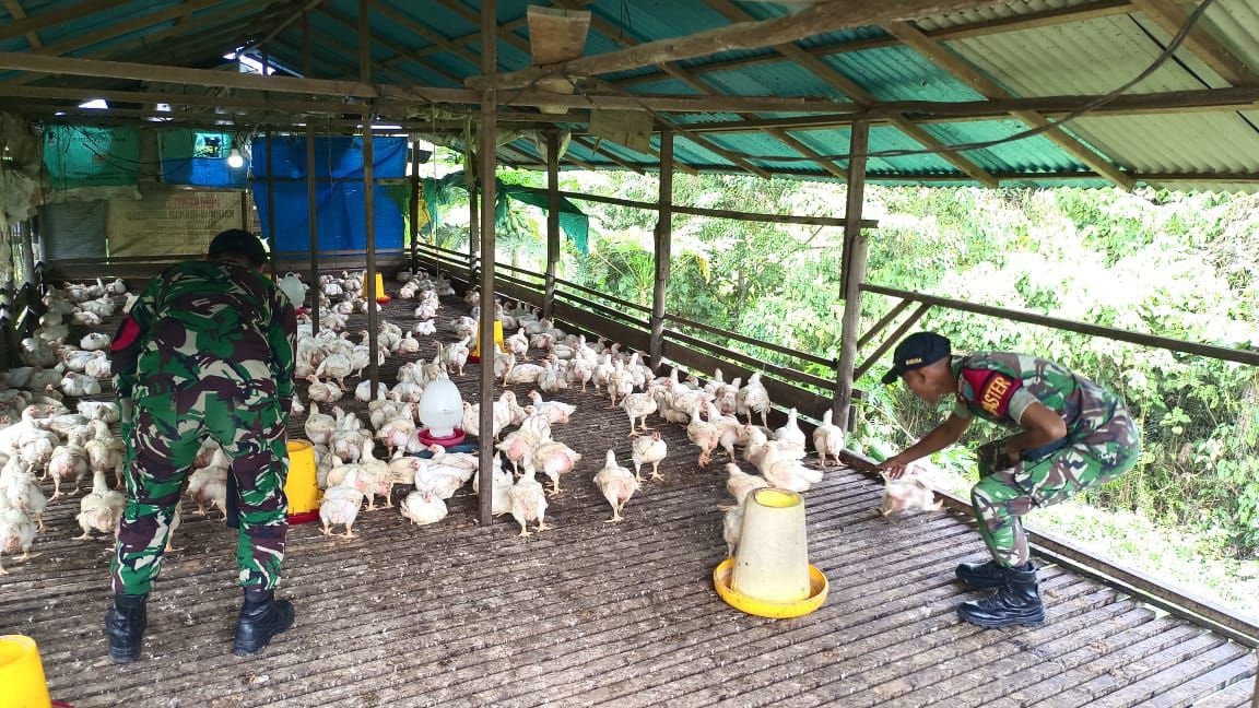 PENDAMPINGAN : Babinsa Koramil 1206-04/Badau terus menunjukkan kepeduliannya terhadap warga binaan dengan memberikan motivasi dan pendampingan di bidang peternakan ayam.