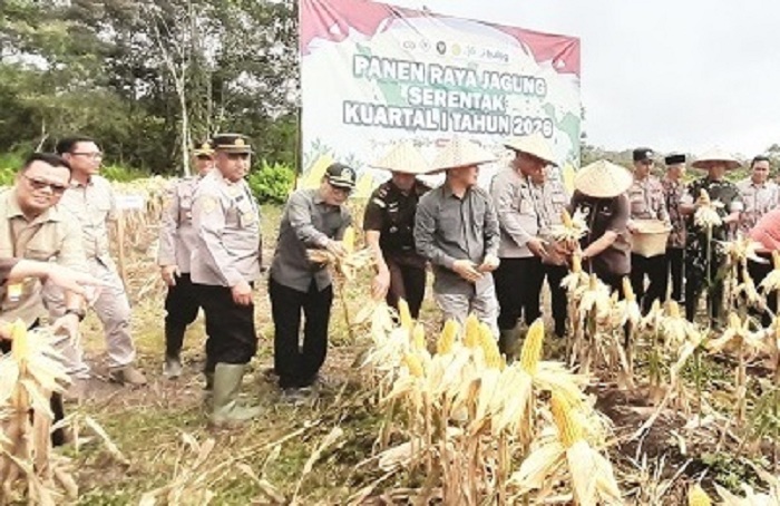 PANEN JAGUNG: Kapolres Sambas bersama Wabup Sambas serta forkopimda Sambas melaksanakan panen jagung bersama.