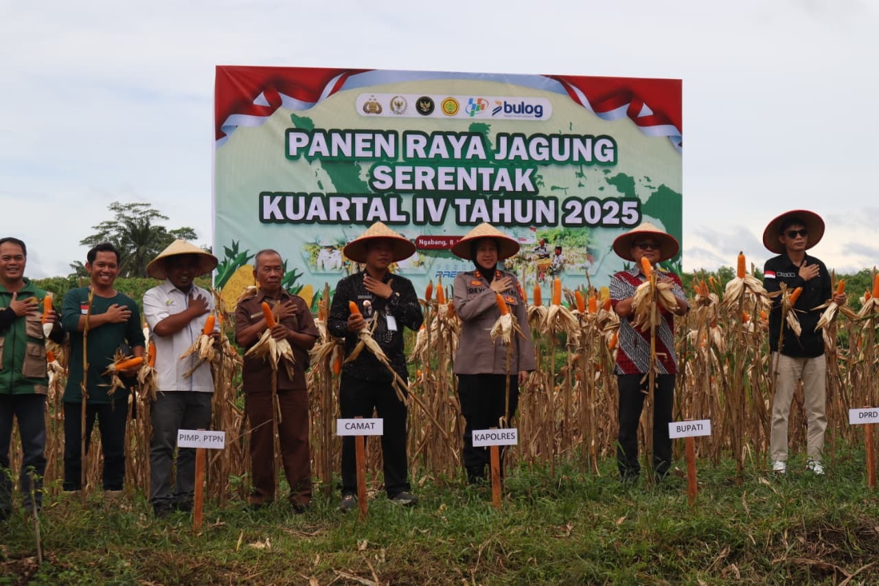 SERENTAK: Panen raya jagung serentak kuartal IV di di demplot Polres Landak Afdeling IV PTPN IV Regional V, Dusun Tenggalong, Desa Amboyo Inti, Kecamatan Ngabang pada Kamis (8/1).