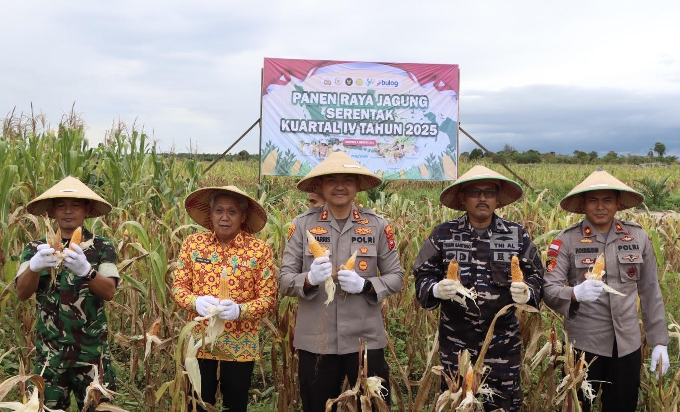 PANEN JAGUNG : Jajaran Forkopimda Ketapang melakukan panen raya jagung di Muara Pawan, Kamis (8/1).