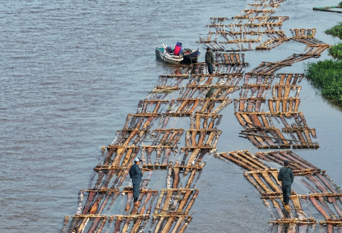 AMANKAN: Petugas Gakkum Kehutanan mengamankan rakit berisi ratusan batang kayu bulat yang diduga ilegal di perairan Sungai Pawan, Kabupaten Ketapang, Sabtu (17/1/2026).
