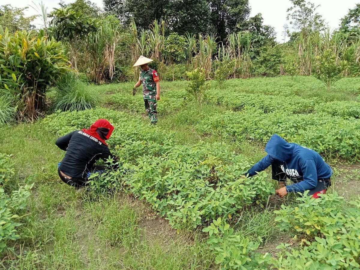 PENDAMPINGAN: Pj. Danramil Batang Lupar saat membantu warga binaannya melaksanakan perawatan tanaman kacang tanah.