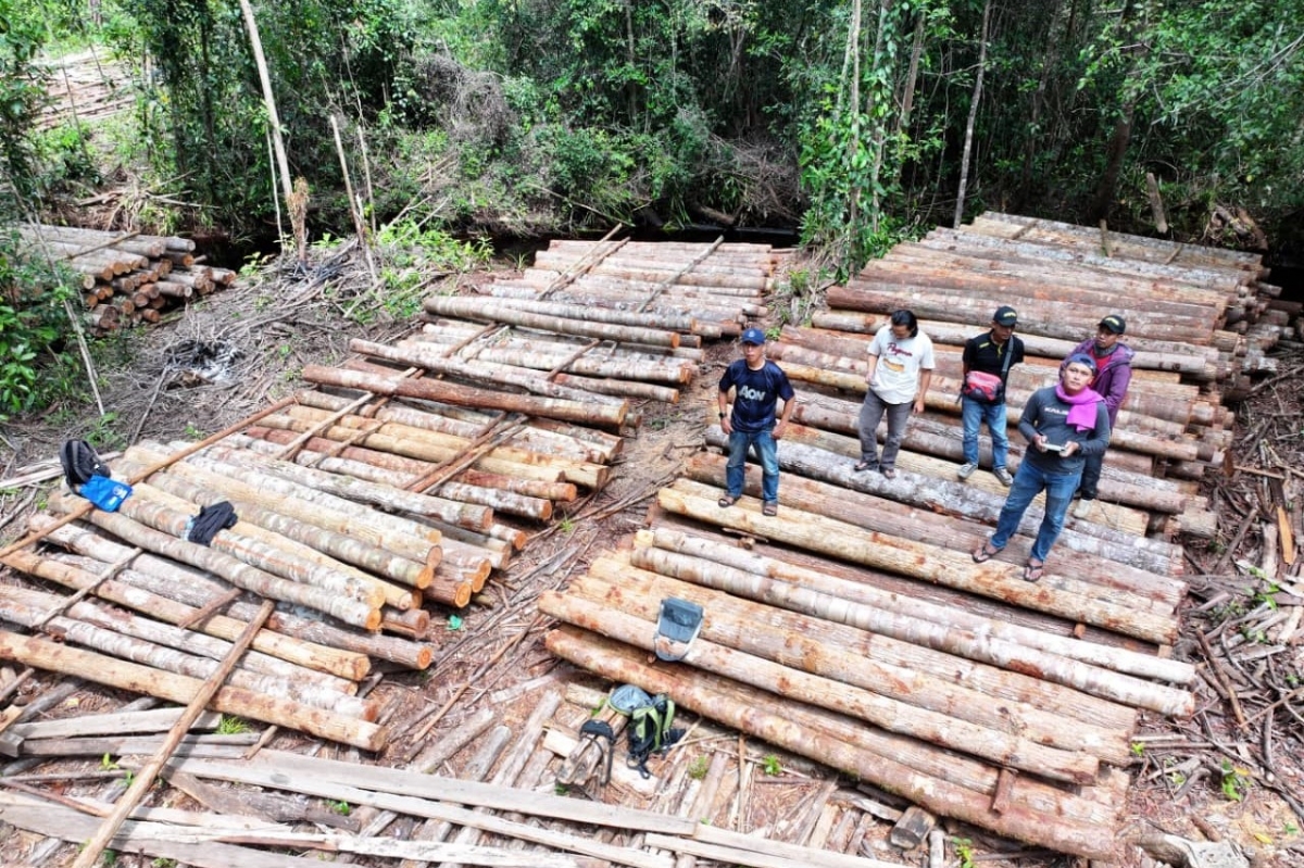 Balai Gakkum Kehutanan Wilayah Kalimantan mendatangi lokasi peredaran kayu ilegal di Desa Ulak Medang, Kecamatan Delta Pawan Kabupaten Ketapang. 