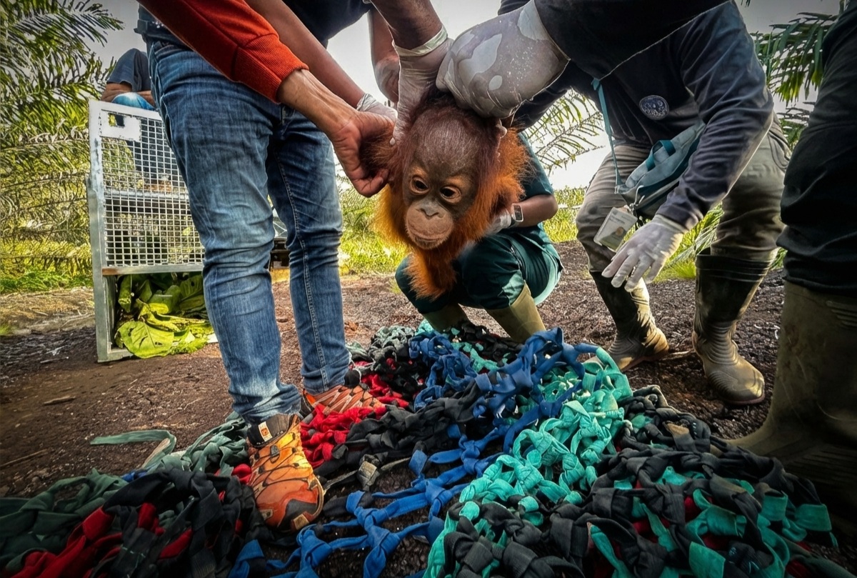 JANI: Bayi orangutan betina bernama Jani saat diselamatkan dari kebun sawit di Ketapang. Ia ditemukan sendirian, tanpa induk.