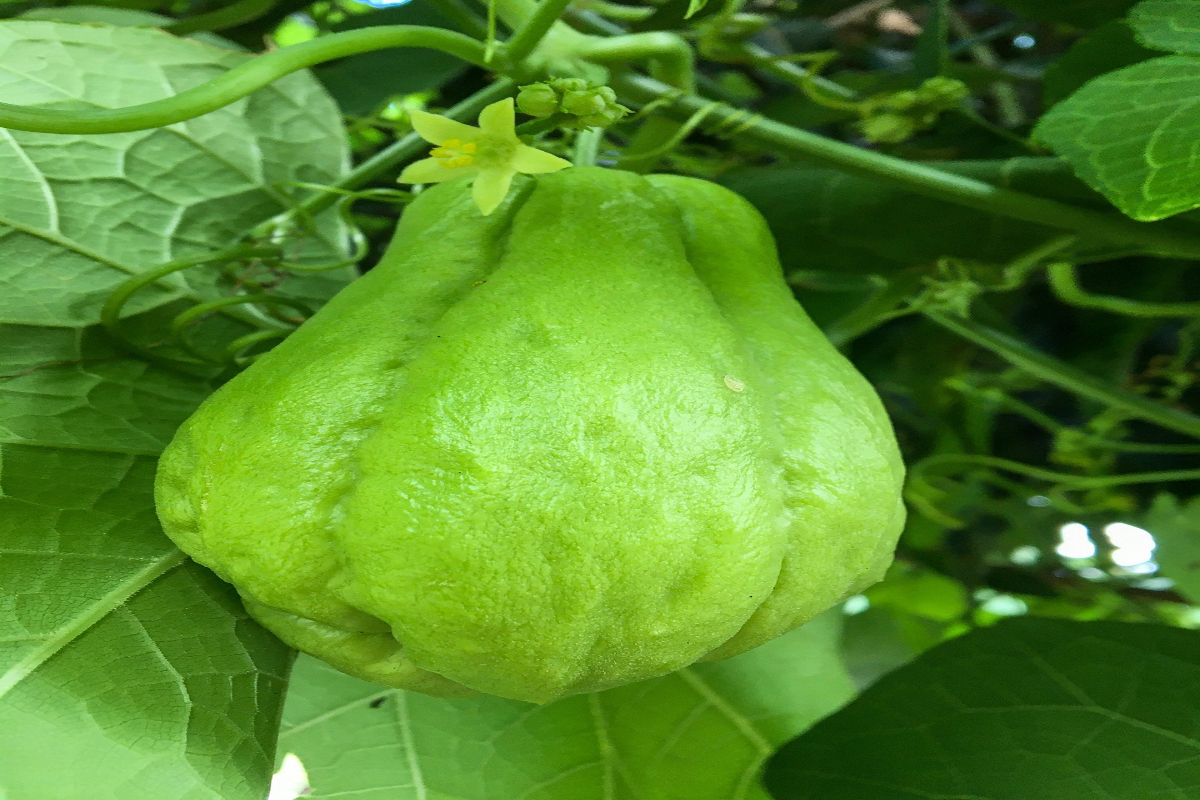 Labu siam.