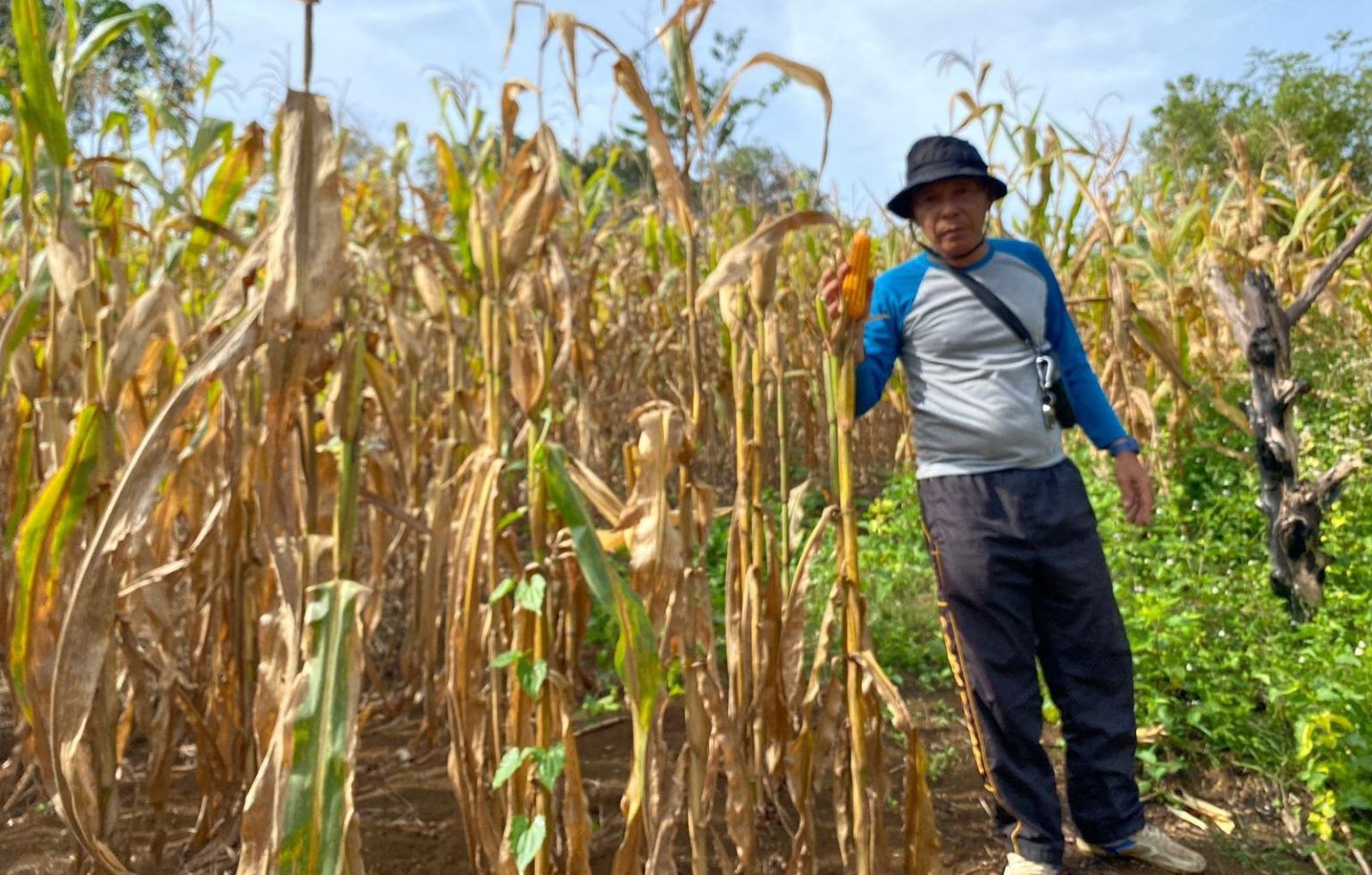 DEMPLOT : Panen jagung demplot di petak percontohan di Kabupaten Sanggau