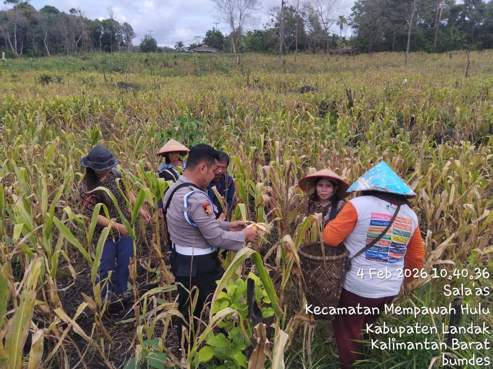 Bintara Penggerak bersama BUMDes dan petani melaksanakan panen perdana jagung di Desa Sala&rsquo;as sebagai dukungan ketahanan pangan.