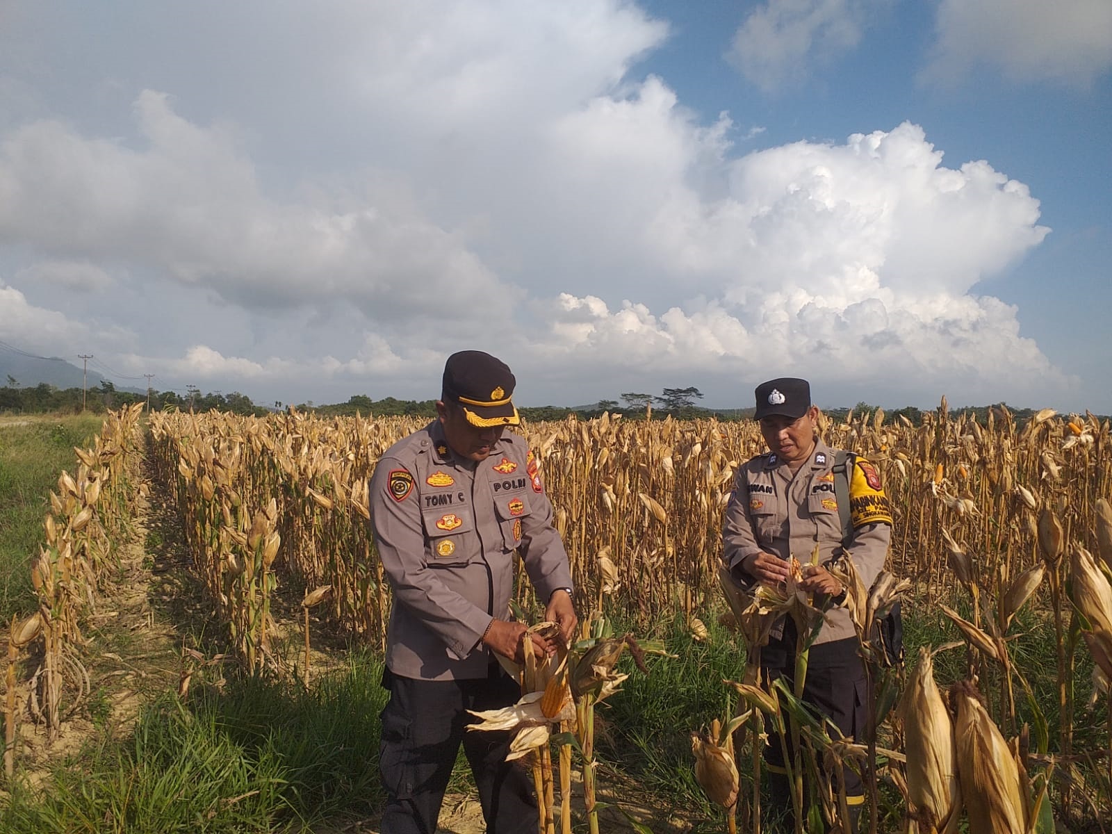 CEK LOKASI: Kabag SDM Polres Singkawang Kompol Tomy Chahyadi dan Bhabinkamtibmas Kelurahan Pangmilang Polsek Singkawang Selatan Aiptu Iswan mengecek lokasi panen.