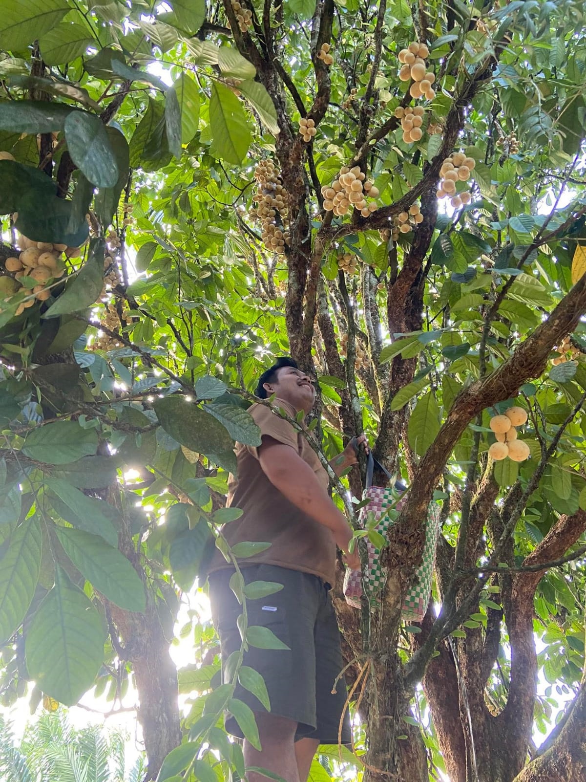 PANEN LANGSAT: Seorang warga saat memanen langsat di kebunnya.