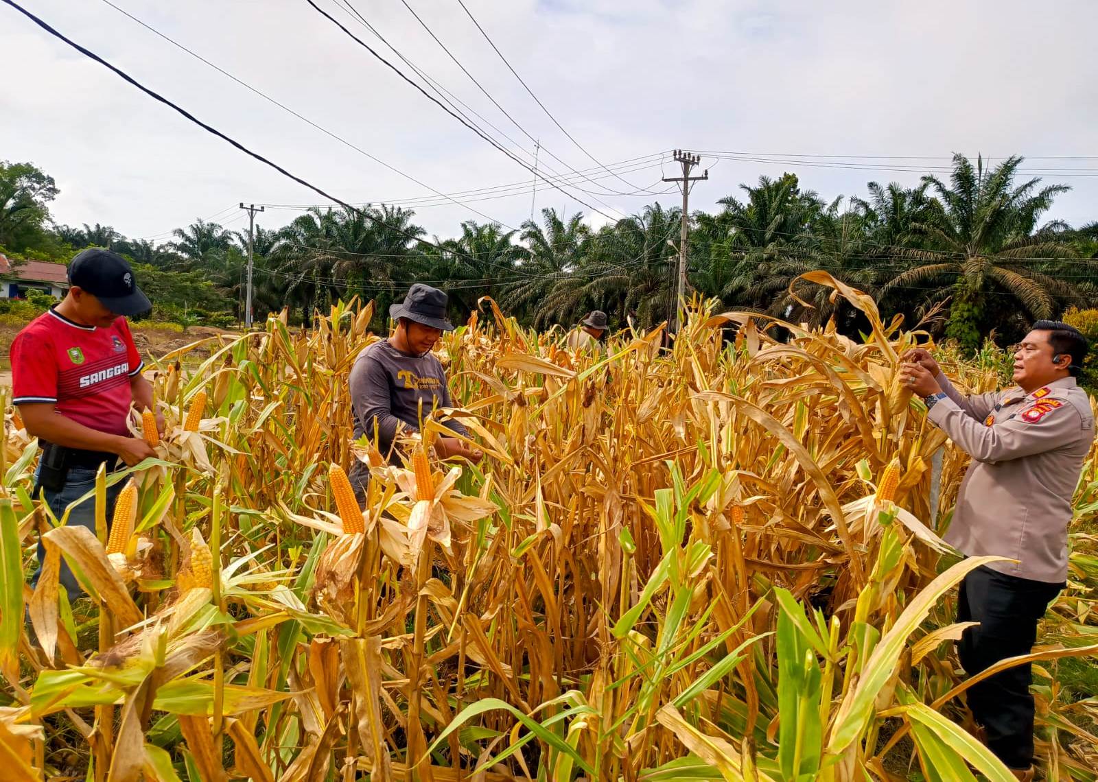 Kapolsek Mukok bersama personel dan warga mengecek kesiapan panen jagung hibrida di lahan demplot sebagai dukungan program ketahanan pangan.