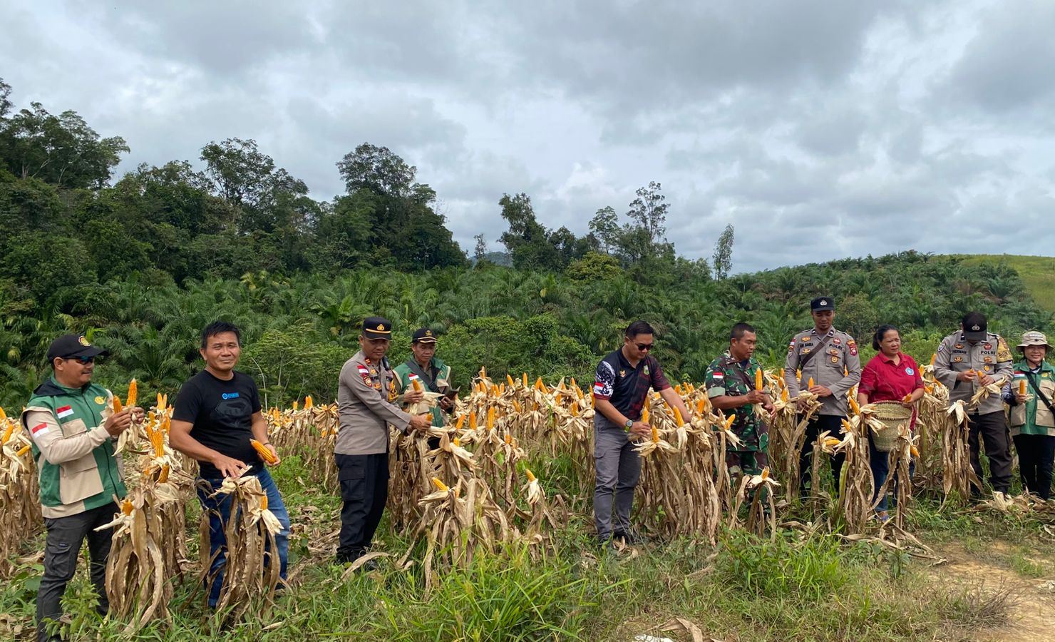 Panen jagung perdana Desa Menyabo melibatkan aparat dan warga sebagai wujud kolaborasi mendukung ketahanan pangan daerah.