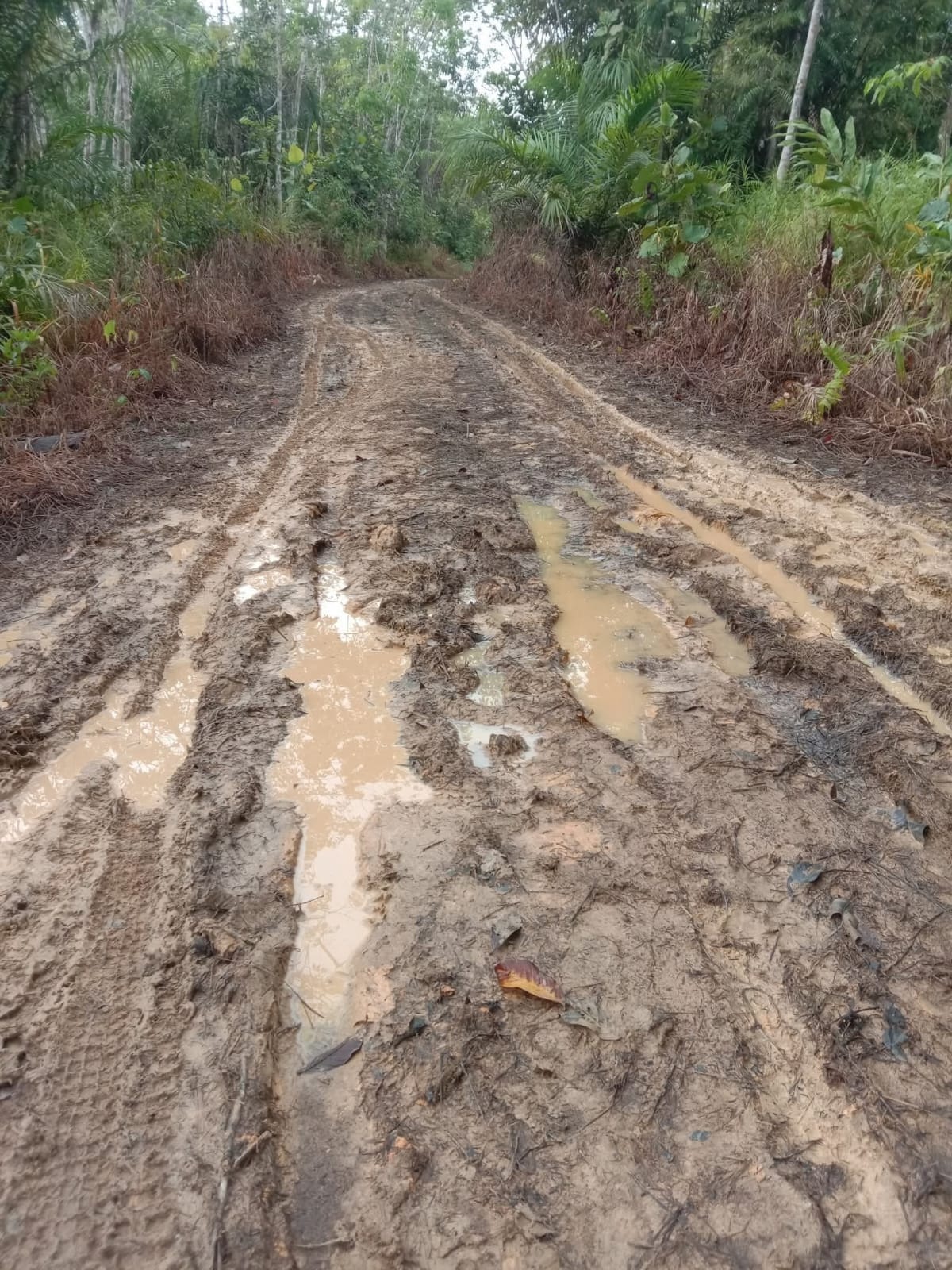 RUSAK : Kondisi ruas jalan menuju Dusun Penolat Desa Jongkong Kiri (Joki) Tengah rusak parah.