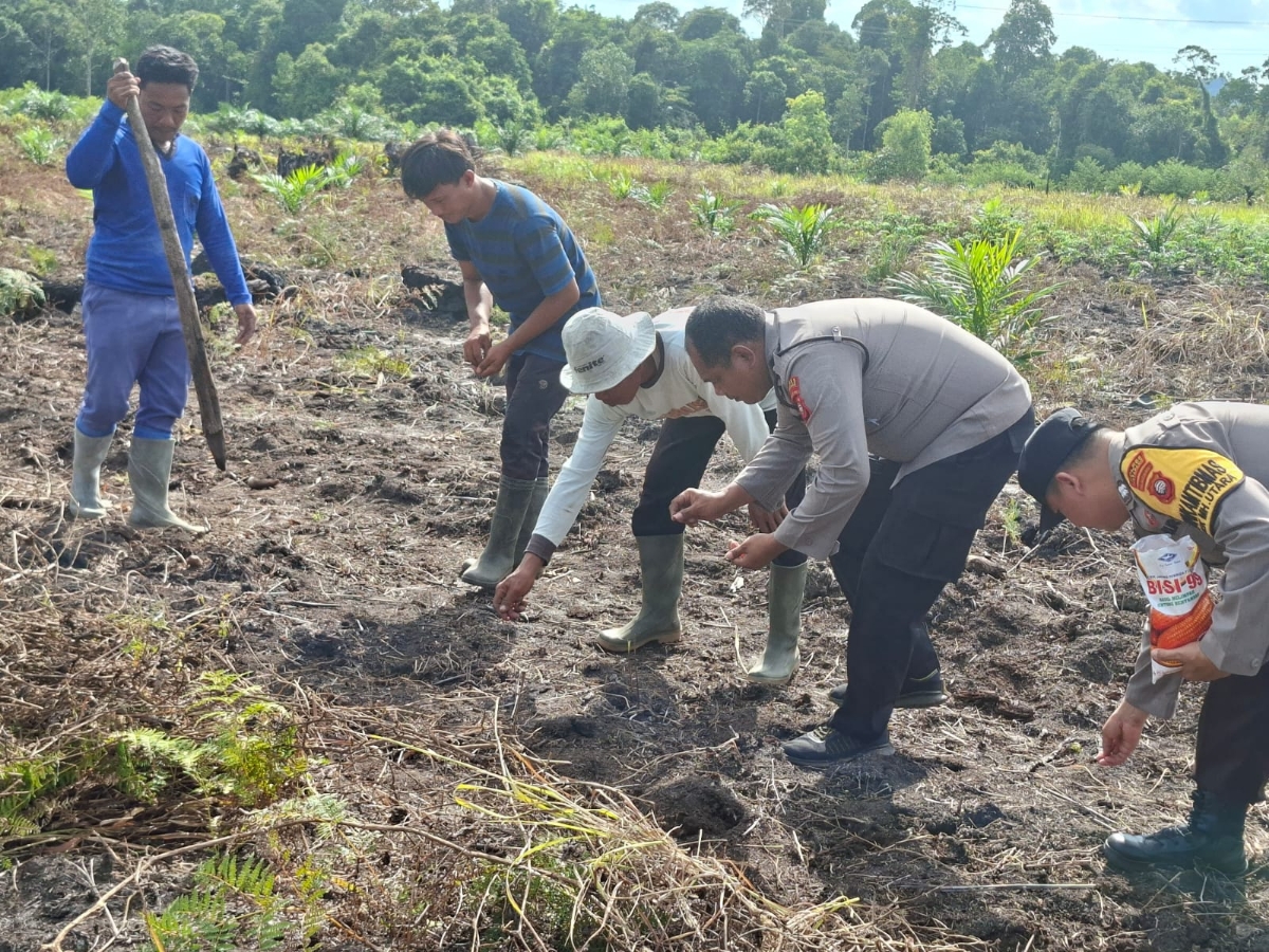 Bhabinkamtibmas Desa Laman Sotong menanam jagung hibrida bersama Poktan Hilir Utara Makmur pada Minggu (8/2).