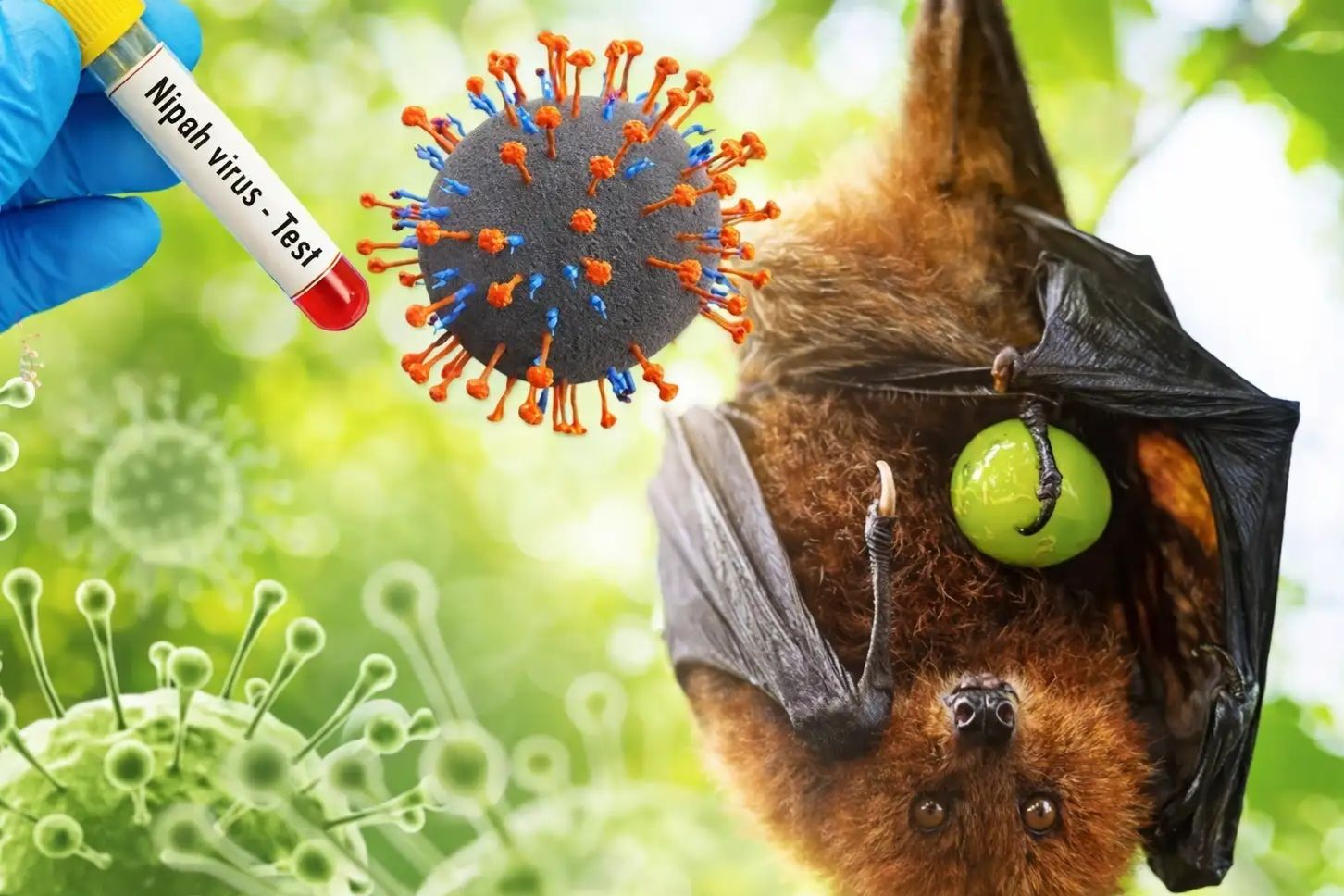 Ilustrasi Virus Nipah.