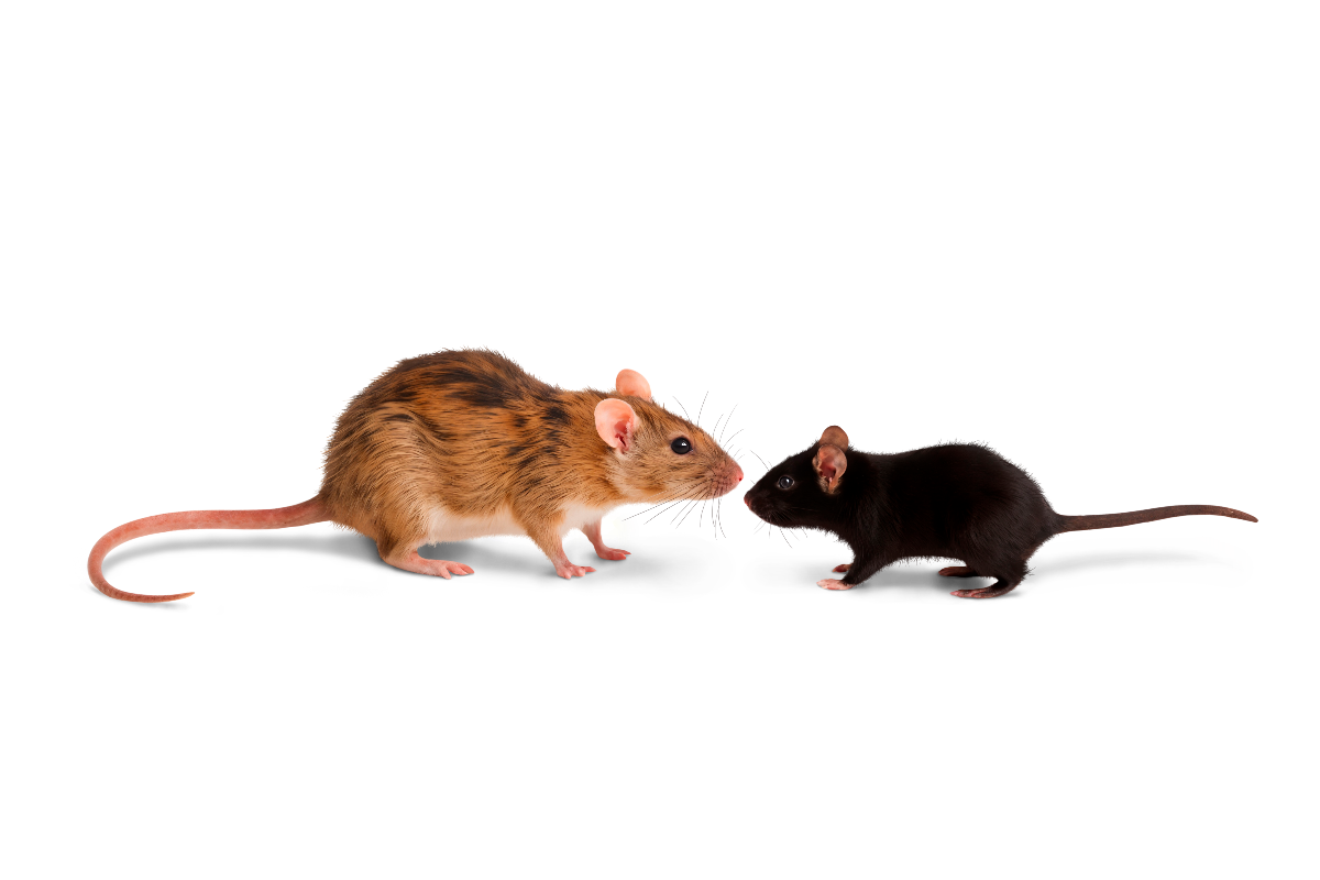 Ilustrasi tikus yang telah menguasai rumah.