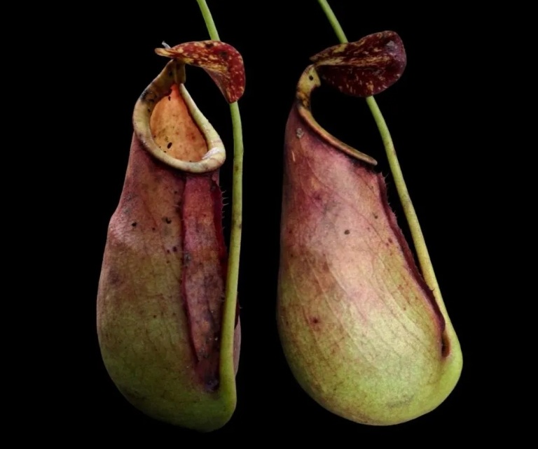 Nepenthes &times;taringkecil
