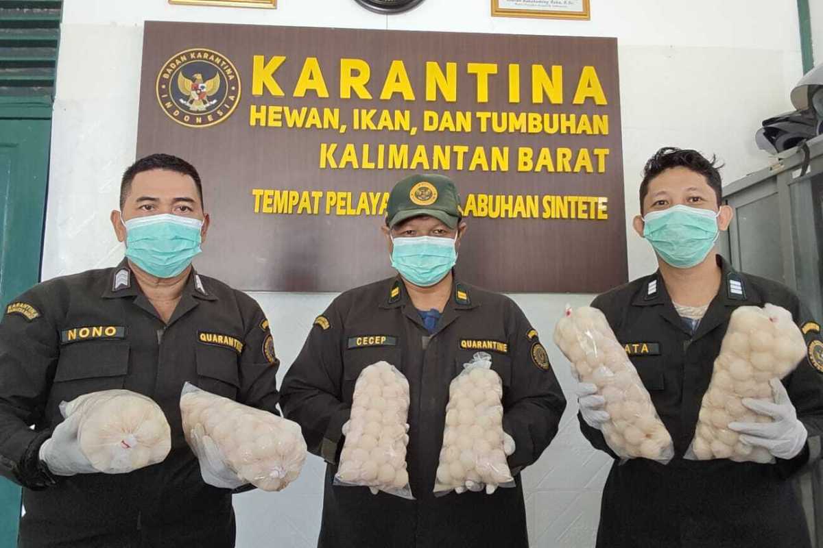 Petugas Balai Karantina Hewan, Ikan, dan Tumbuhan Kalbar menunjukkan barang bukti 502 butir telur penyu yang diamankan di Pelabuhan Penyeberangan Sintete, Kabupaten Sambas.