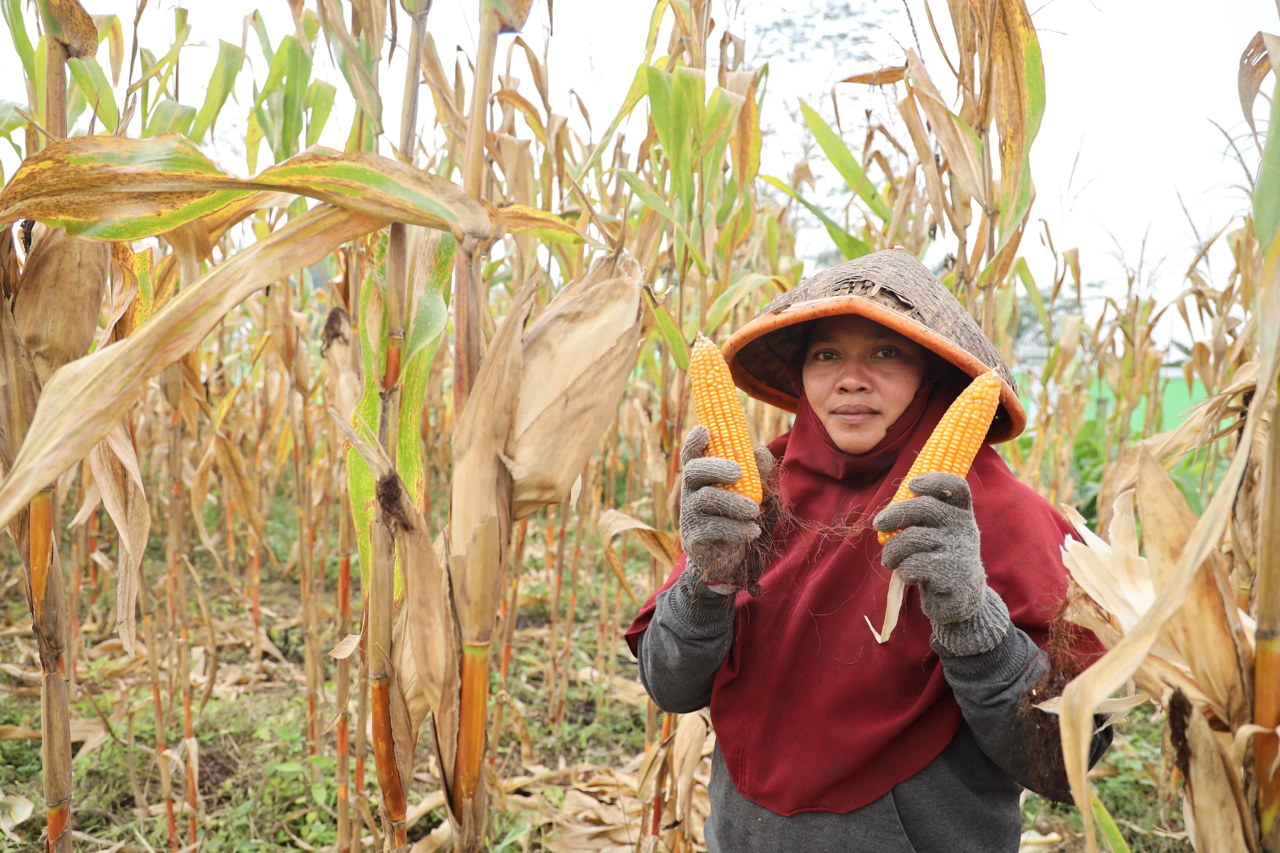 PERDANA: Hasil panen perdana jagung hibrida di kawasan Pontianak Utara.
