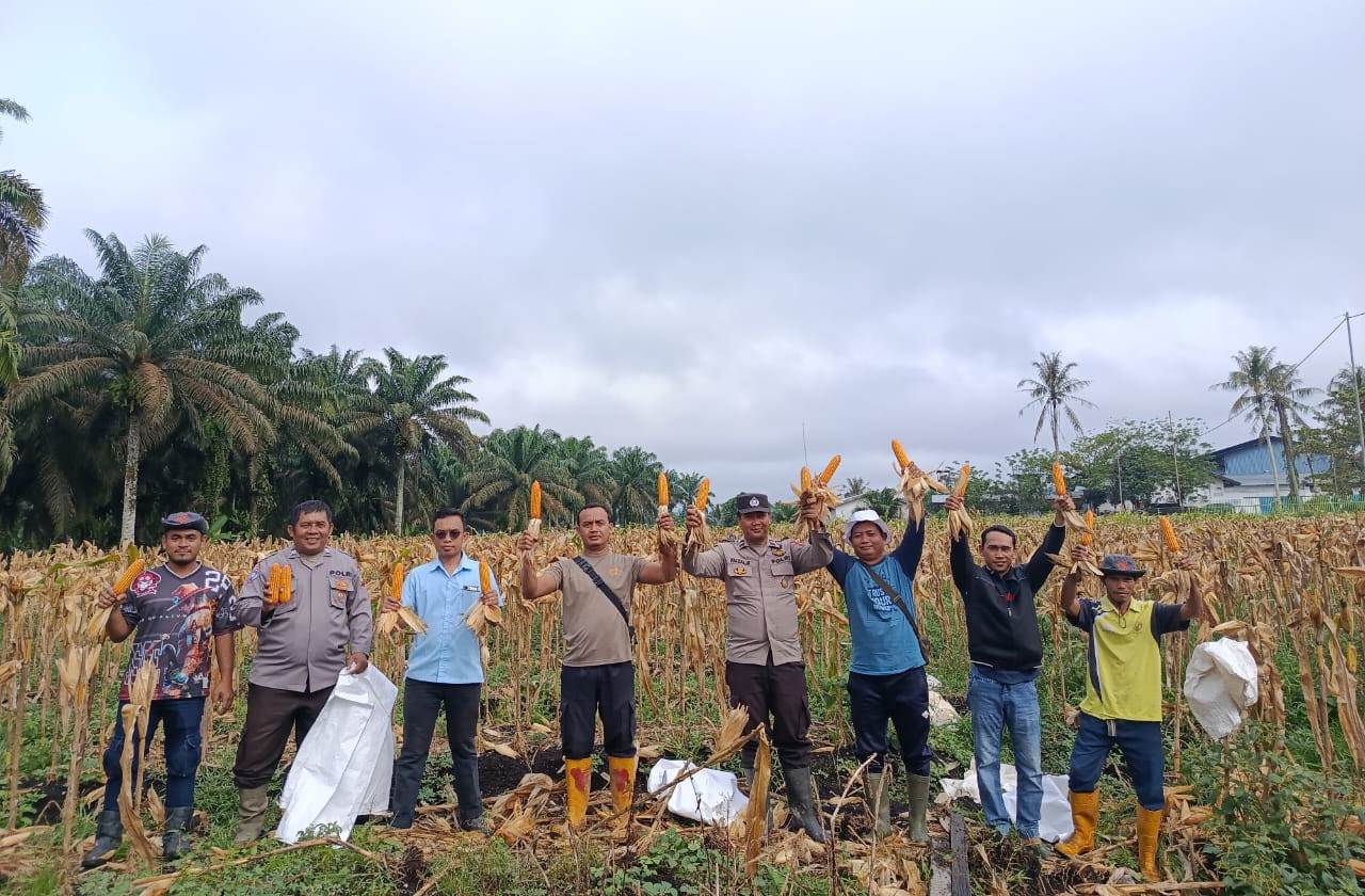 Personel Polsek Mukok bersama PT MPE melakukan panen perdana jagung hibrida sebagai dukungan terhadap program ketahanan pangan.