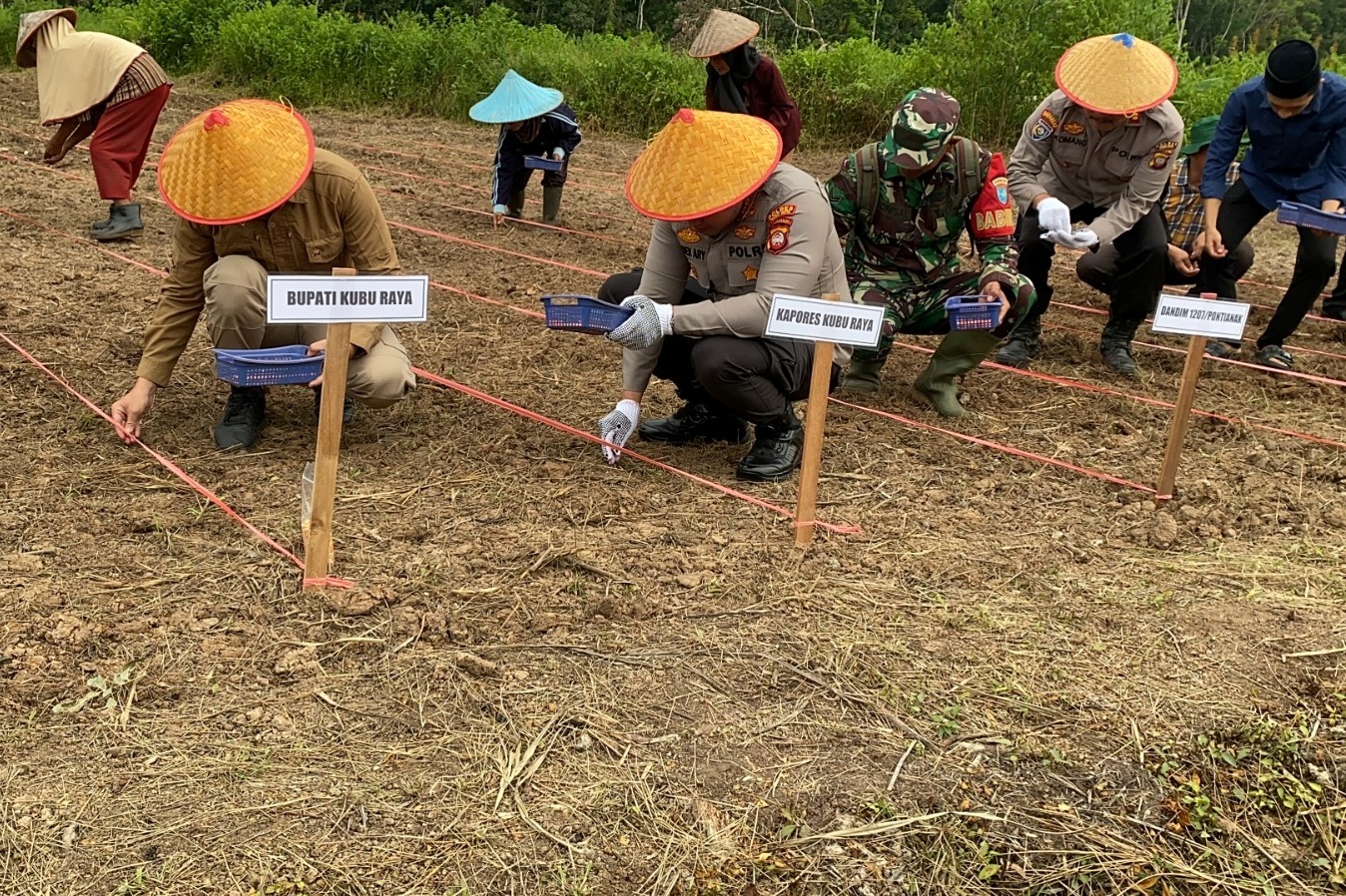 Penanaman jagung di Desa Kuala Mandor B Kabupaten Kubu Raya pada Senin (9/3). 