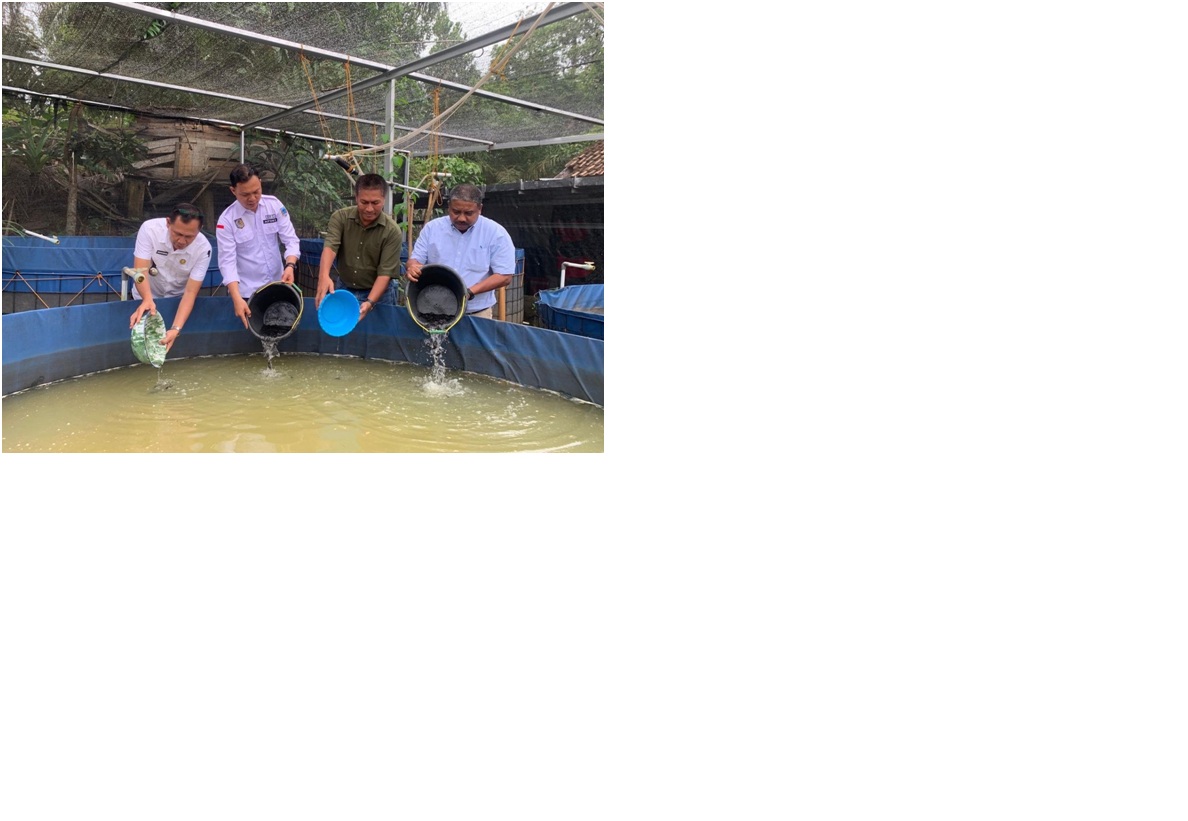 Penebaran bibit lele oleh perwakilan PT Sawit Mas Sejahtera bersama pemangku kepentingan setempat dalam program pemberdayaan budidaya lele.