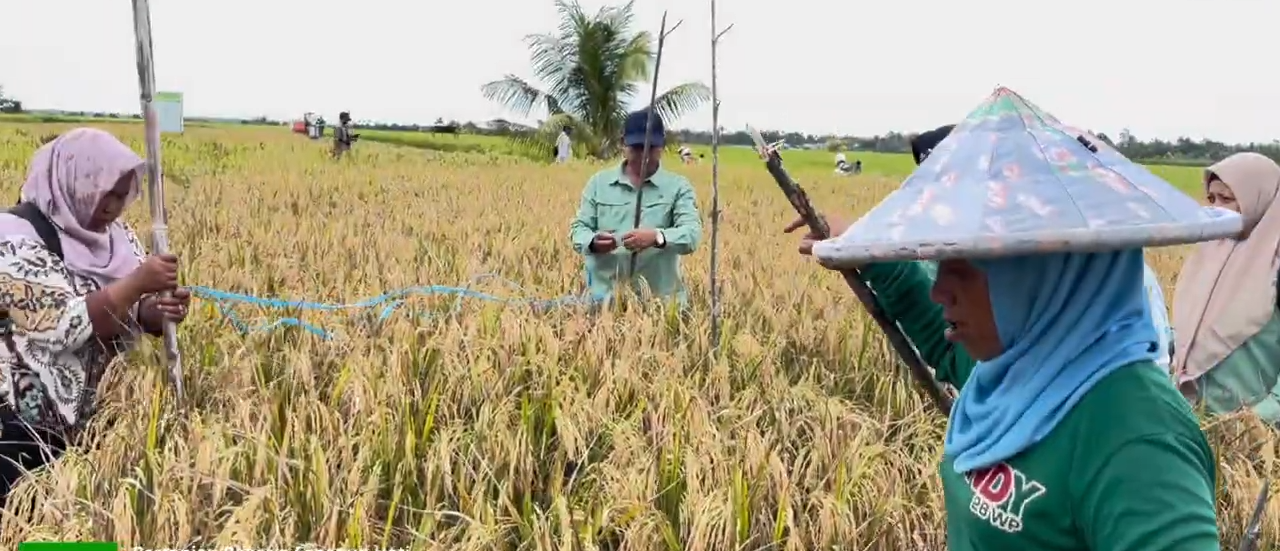 Wabup Sambas Dorong Petani Terbuka Terhadap Inovasi untuk Tingkatkan Produksi PadiTINGKATKAN PRODUKSI: Panen padi perbenihan Inpara 2 dan Inpara 3 di Kecamatan Tebas, beberapa waktu lalu. Pemkab terus