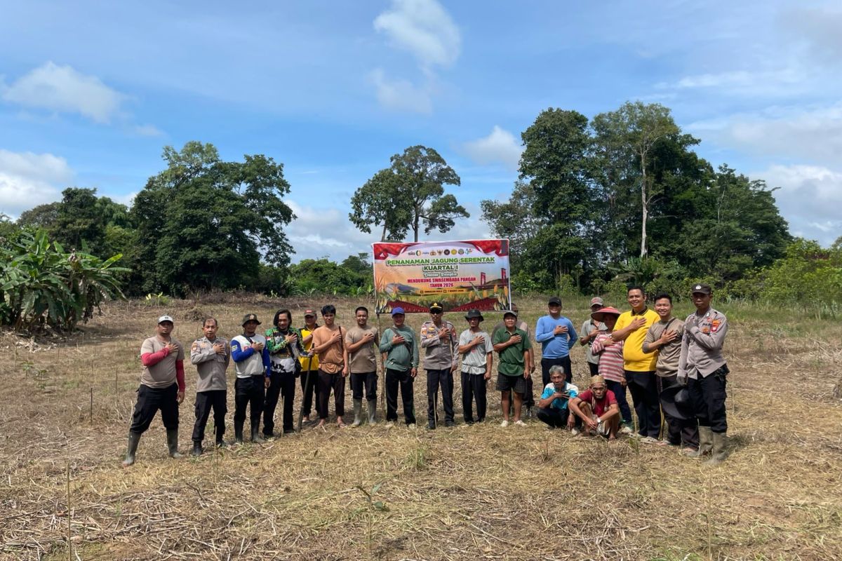 Personel Polsek Embaloh Hulu Kapuas Hulumenggelar penanaman jagung serentak pada Sabtu (7/3). 