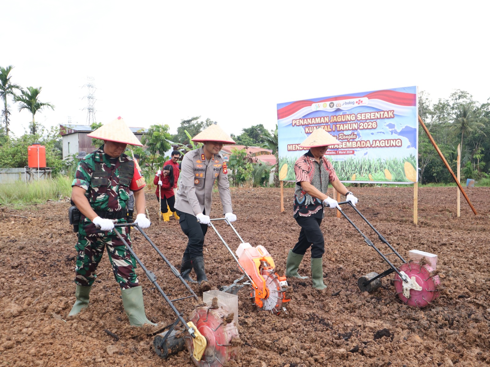 Personel Polres Sekadau bersama unsur TNI dan pemerintah daerah melakukan penanaman jagung pada kegiatan tanam jagung serentak Kuartal I 2026 di lahan demplot Satlantas Polres Sekadau, 