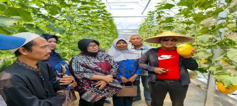 PANEN MELON: Bupati Kubu Raya Sujiwo memanen melon di lahan Koperasi Desa Merah Putih Sungai Raya Dalam, Kecamatan Sungai Raya, Minggu (15/3).