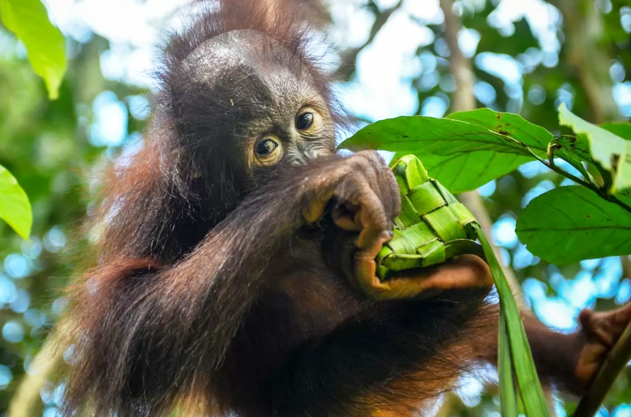 RAIH KETUPAT: Bayi orangutan berusaha meraih ketupat berisi pakan yang digantung di dahan pohon dalam program pengayaan di PPS Long Sam, Berau.  