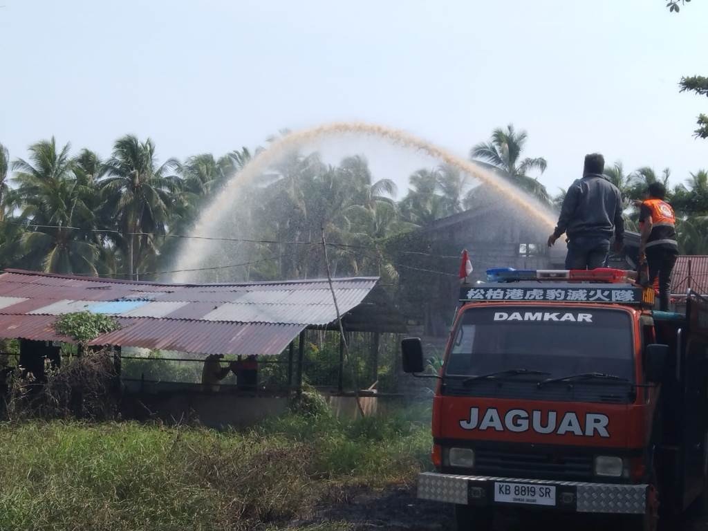 PADAM: Petugas Damkar Jaguar memadamkan kebakaran semak belukar dibelakang kandang ayam.