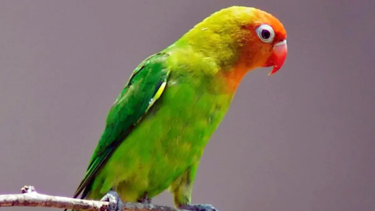 Ilustrasi Burung 