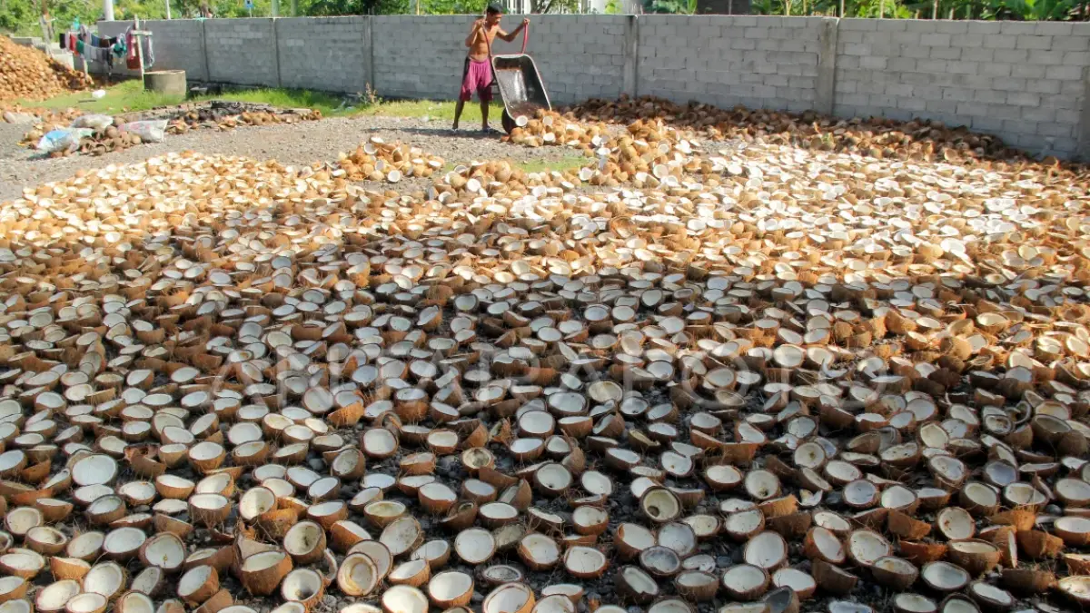KELAPA ANJLOK: Ilustrasi proses pengolahan buah kelapa yang akan diolah menjadi kopra. Saat ini harga kelapa di Sambas tinggal Rp2.800 per kilogram. (Dok. Antara)