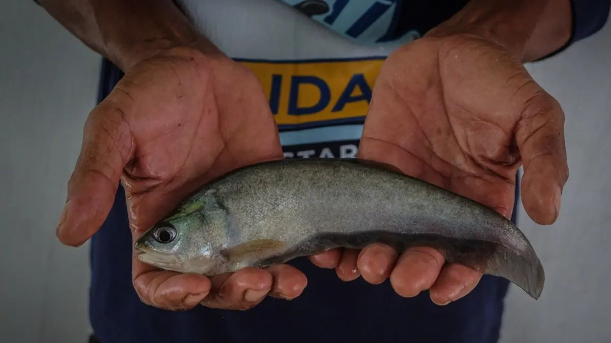 Program Belida Musi Lestari Pertamina Patra Niaga membantu pemulihan ikan Belida sekaligus meningkatkan ekonomi nelayan Sungai Musi.
