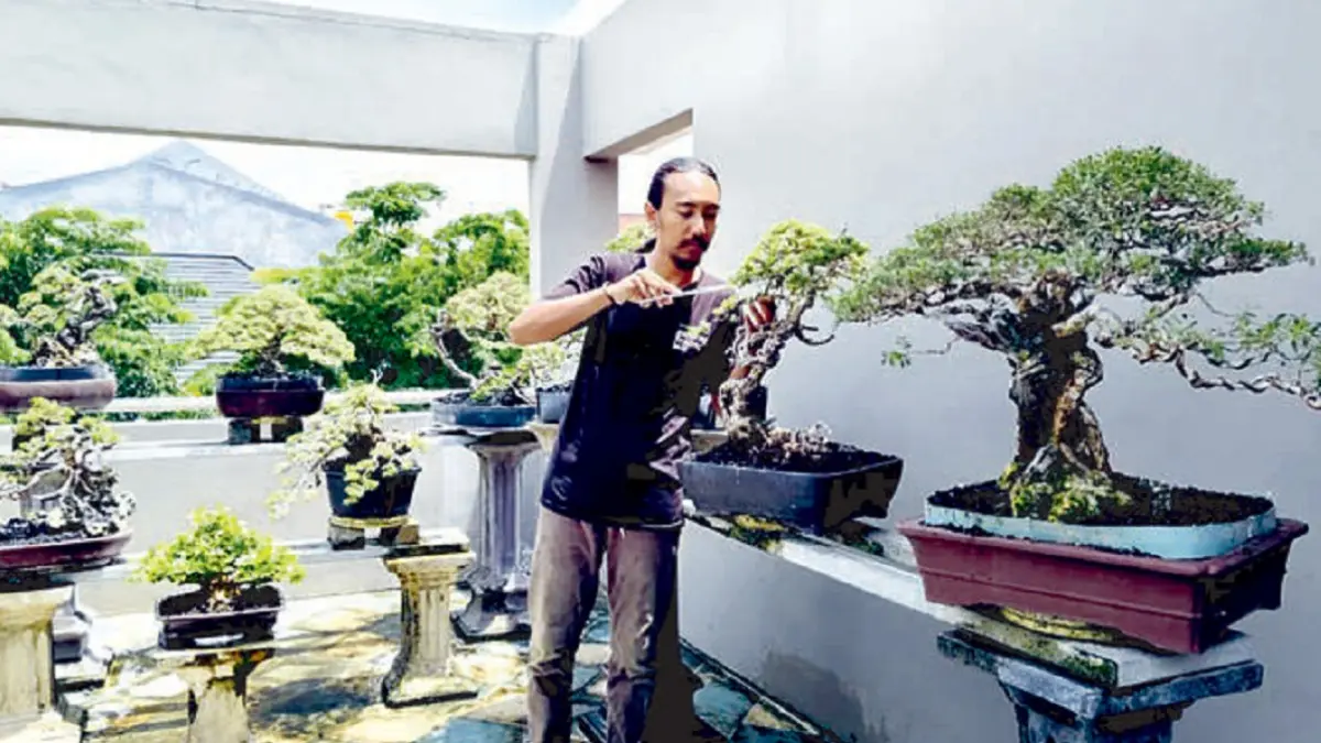 Pemangkasan ujung daun agar bonsai tidak melebar atau menjadi gondrong. (JAWAPOS)