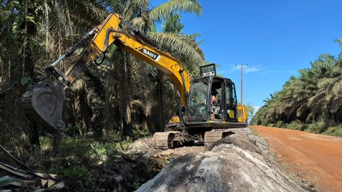 Penumbangan pohon kelapa sawit untuk pembukaan jalur penguatan jaringan listrik di Kecamatan Marau.