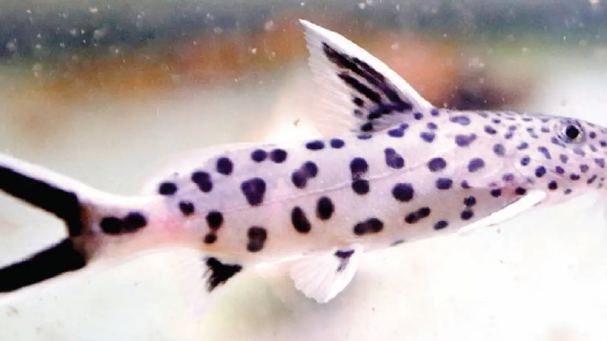 Synodontis petricola lama perkembangannya, tetapi  memiliki daya tahan tubuh yang kuat. (JAWAPOS)