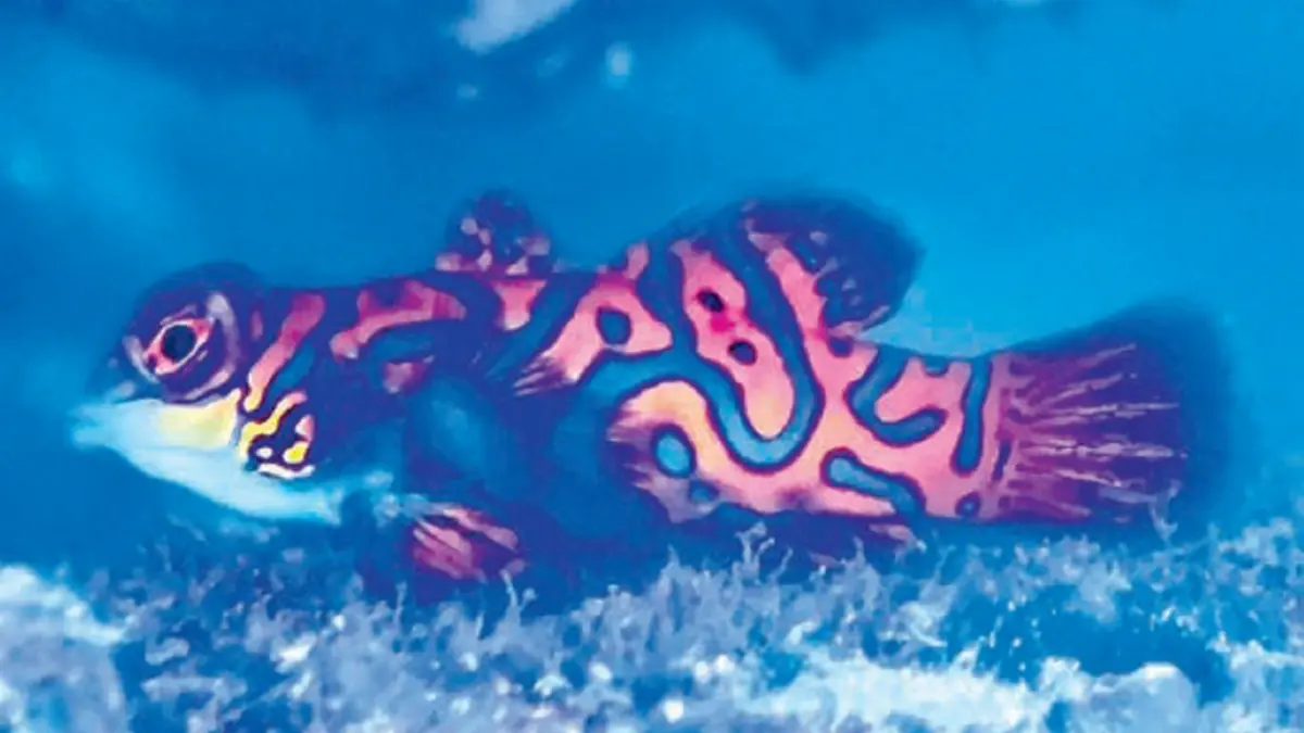 Ikan Mandarin (JAWAPOS)