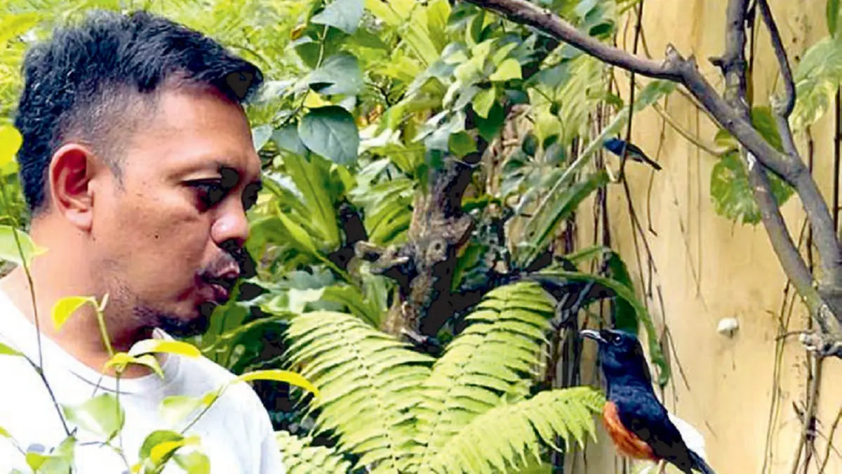 Murai batu di aviari. (DOK JAWAPOS)