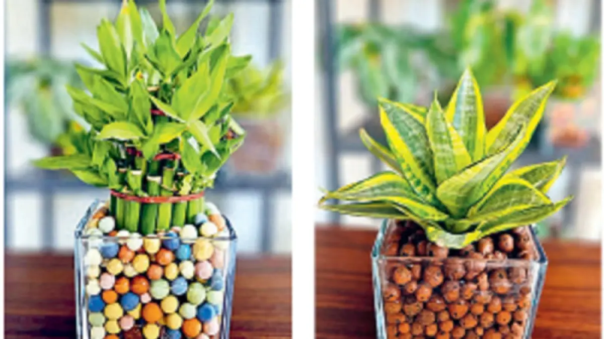 Tanaman anggrek, aneka sirih gading, sansevieria, dan philodendron cocok ditanam dengan hidroton. (JAWAPOS)
